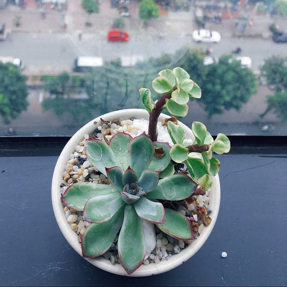 Meet your Posher, Tia